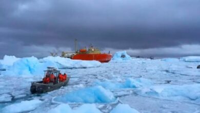 Peces antárticos muestran adaptación al calentamiento global